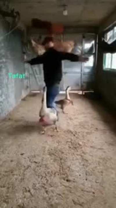 A man and his birds
