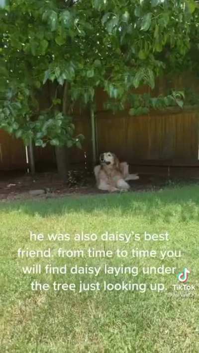 Buster&rsquo;s tree