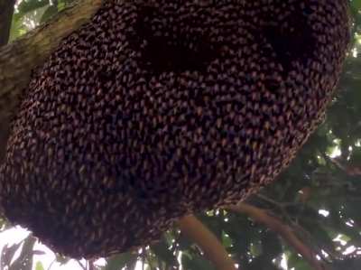 As abelhas gigantes usam uma defesa coletiva conhecida como "cintilante" para deter vespas e outros predadores, por meio da qual centenas de abelhas viram seus abdomens para cima em um padr&atilde;o coordenado de onda.