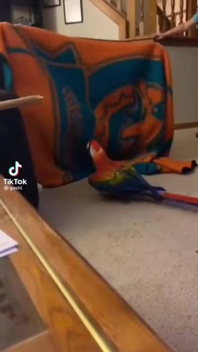 Squawk