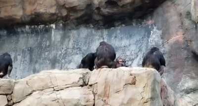 Baby chimp throws a stone at LA zoo visitors, and his mom decides to discipline him by whacking him repeatedly with a stick