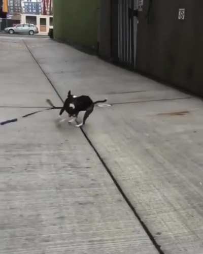Derp derpa derp, derpa derpa derpa derp.