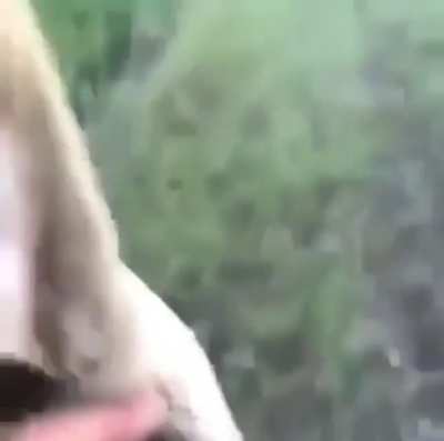 Moldy gator
