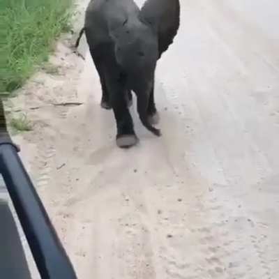 I&rsquo;m a big elephant Rawr