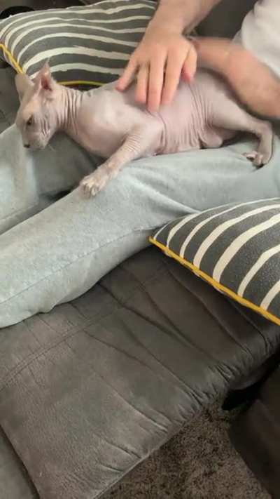 Cleo loves the bongo&rsquo;s, and the slapping sound is very satisfying.