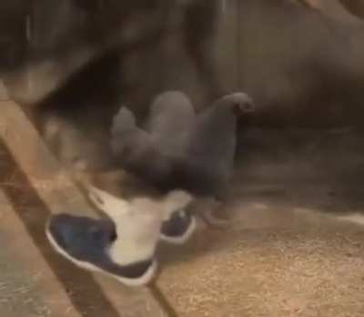gustavo