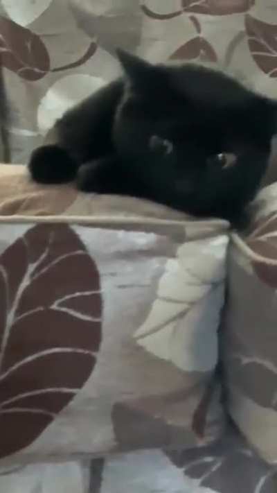 Sorry for the shaky camera work but was about to lose a limb **Reposted without sound**