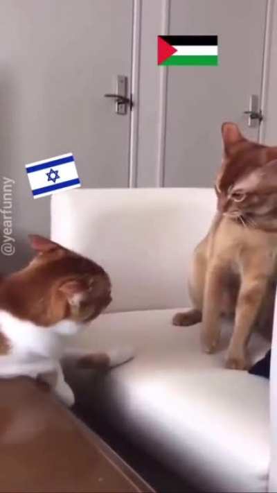 É meme, mas é real. Revidou, já chamam de genocídio.
