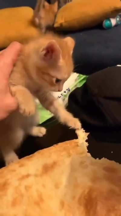 Cat 🍕 Pizza 