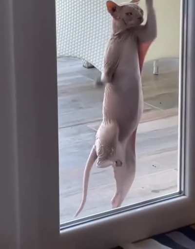 Raw chicken trying to escape