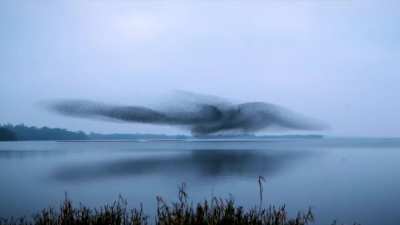 Bird cloud