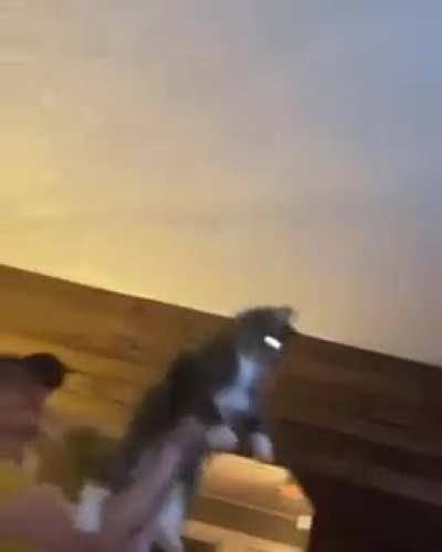They&rsquo;re using their cat as a WEAPON against bugs...