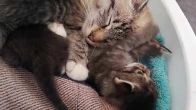 Touch the mommy