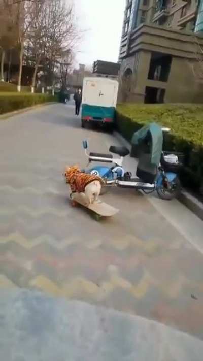 Dog on skateboard conquers the neighborhood.