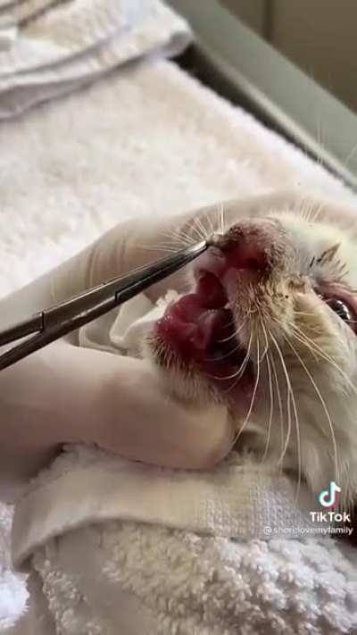 Vet removing maggot from kitten&rsquo;s nose