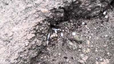 perfect toes vs ants