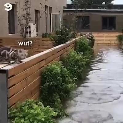 &ldquo;Da fuq?&rdquo; -Cat