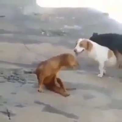 Cachorro puñetero