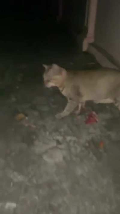 alien was caught at night