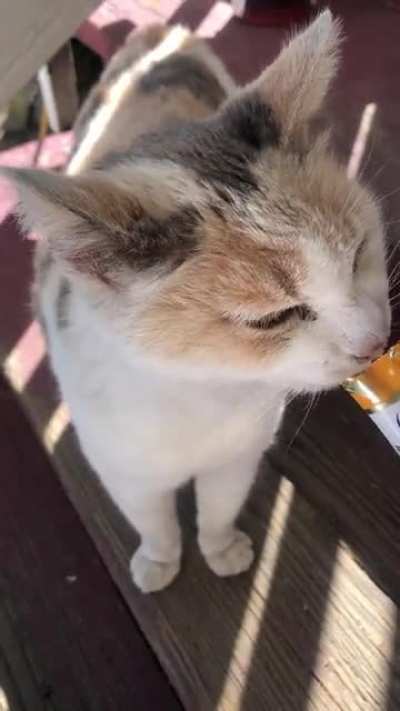 My beautiful baby was put to sleep today due to cancer. 15 years ago, she was abandoned by a neighbor and came to live with us since. My heart feels so empty and I can&rsquo;t stop crying. I miss and love her so so so so so much.