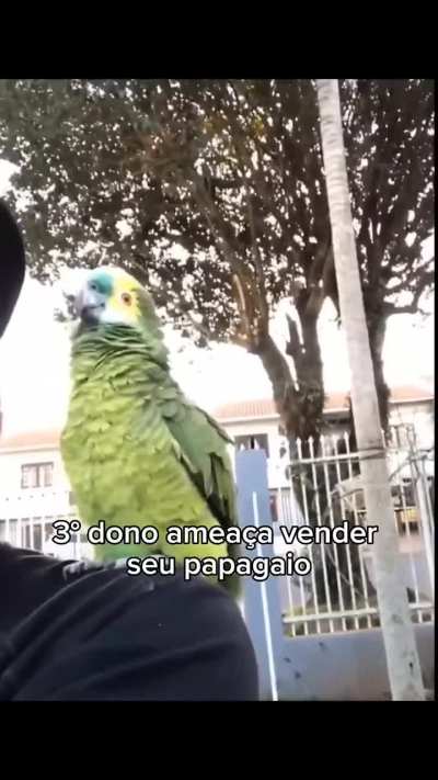 Top 6 Papagaios (Escolha, qual deles &eacute; o melhor).