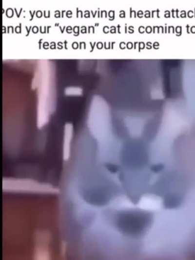 No not my &ldquo;vegan&rdquo; cat