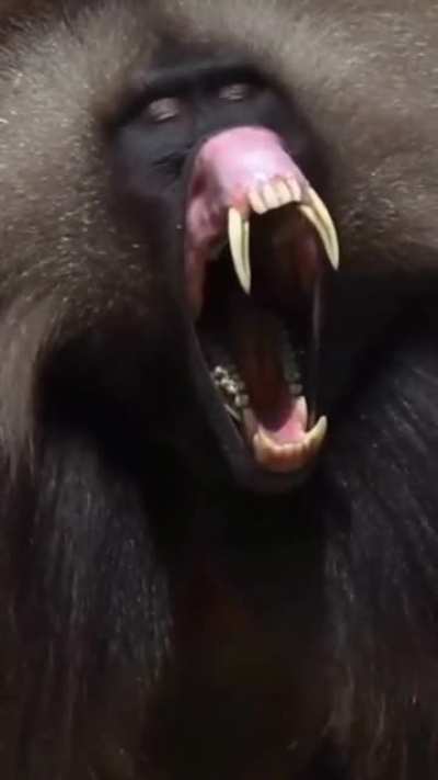 🔥 This is a Male gelada native to Ethiopia 🇪🇹 Can you believe this guys diet is 90% grass 😅