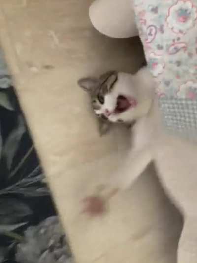 My cat going absolutely crazy!