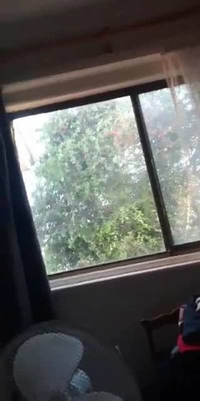 What a mighty tree