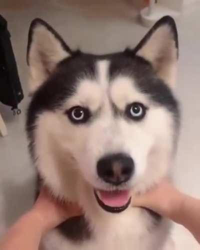 I want to share with all of you this doggo I found on my recommendations