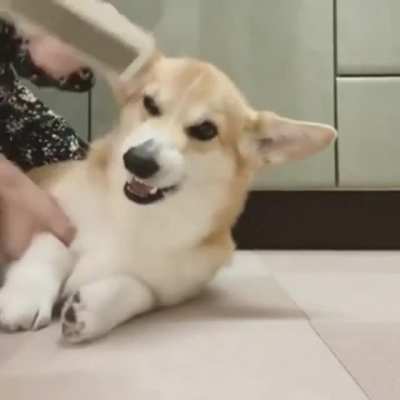 Rubbing is a dog&rsquo;s universal language