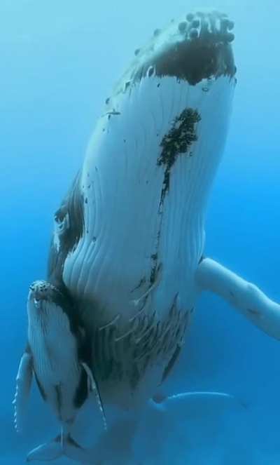 A whale with its calf with its incredible sounds
