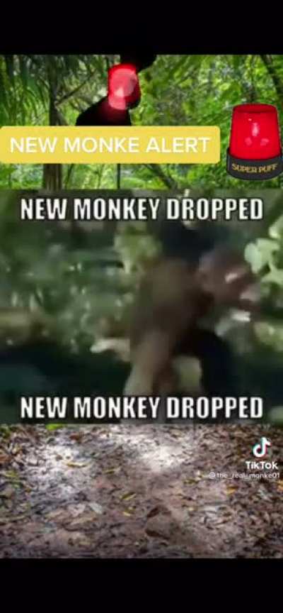 monkê