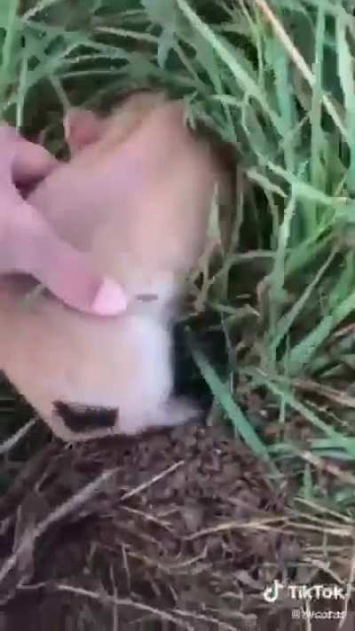 Don&rsquo;t sneak up on spider pig