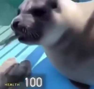 Foca