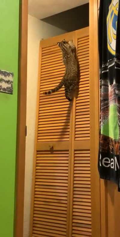 Ahh!! She broke my door, She is a terrible furry Loaf!