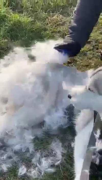 Fur flies everywhere!