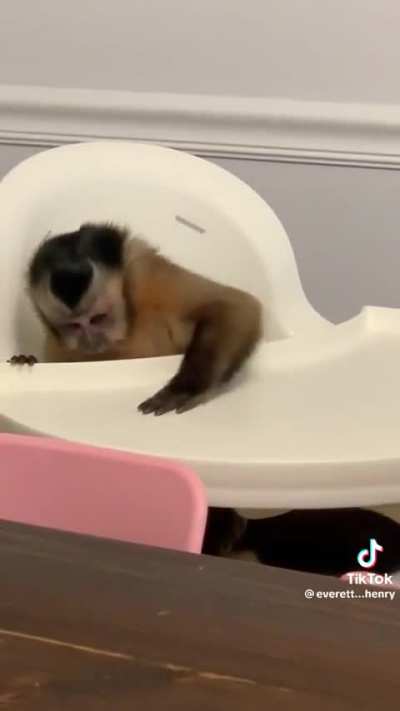 Hungy Monke (credit to @everett&hellip;henry - TikTok)