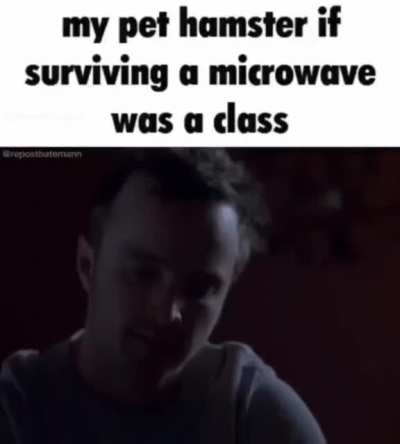 Hamsters die from the dumbest reasons