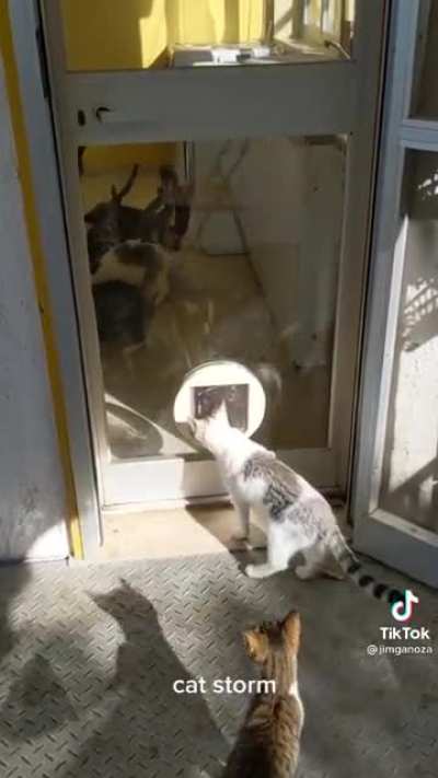 Calling the cat