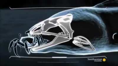 How an eel's double jaw mechanism works