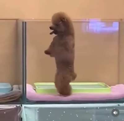 I&rsquo;d rather dance than bark with you.