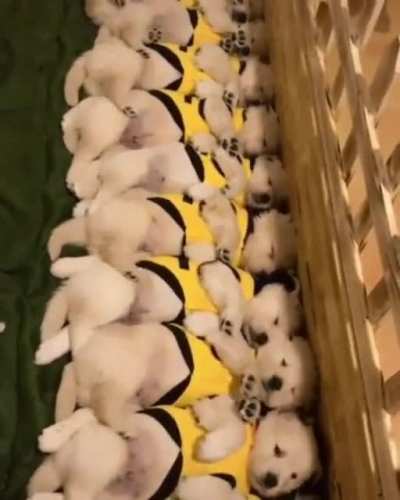 puppies waking up