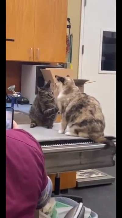 Трогательный кот