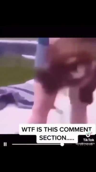 they barked barked