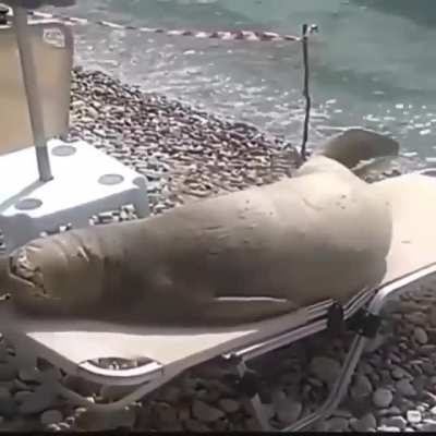 Beach beauty sunbathing