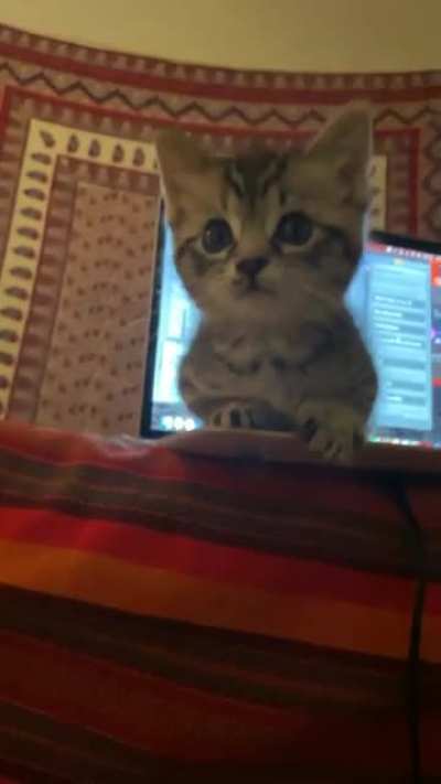 My cat is the Laptop guardian 🤣 They never let me go near my laptop, anyone else&rsquo;s cat do this?