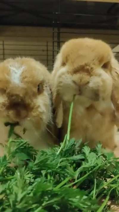 Stop scrolling for a sec to relax to these buns having a feast