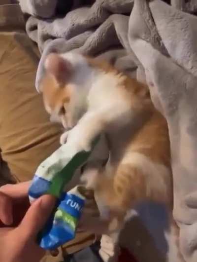 last meow was a harbinger of a big fight