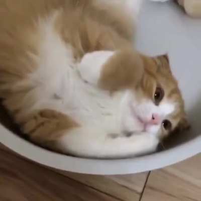 Cats are liquid